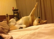 爱游戏世界杯2026-西亚卡姆的救赎之夜，步行者绝杀尼克斯，一场定义季后赛的爆发